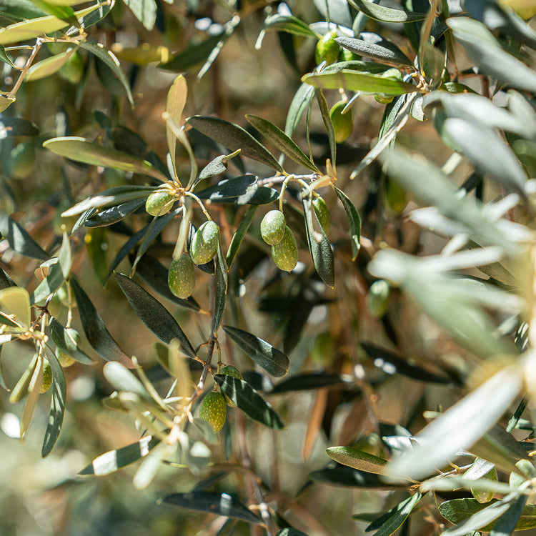 Refined Olive Oil: What Is It and When Should You Use It?