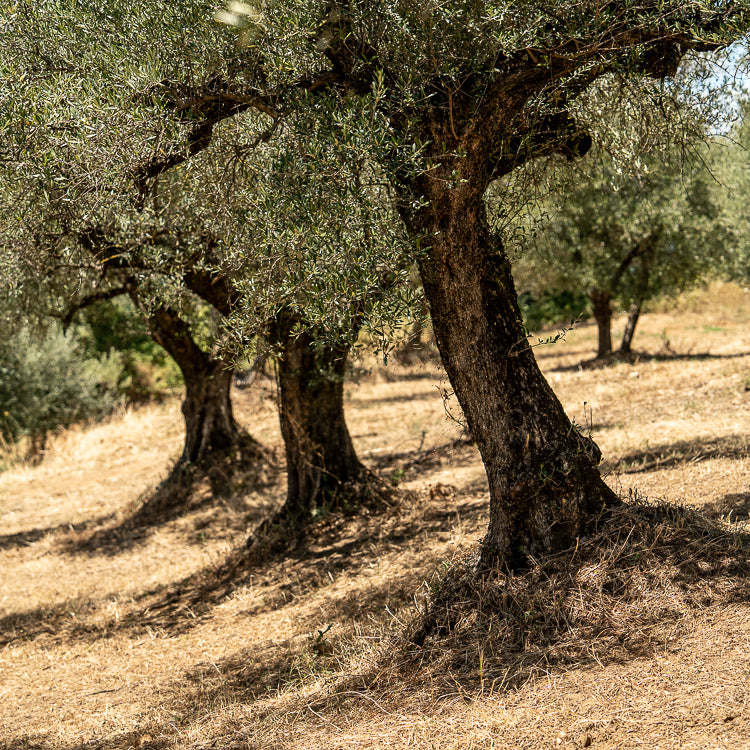OliveTree-yakelos-garden-scheef