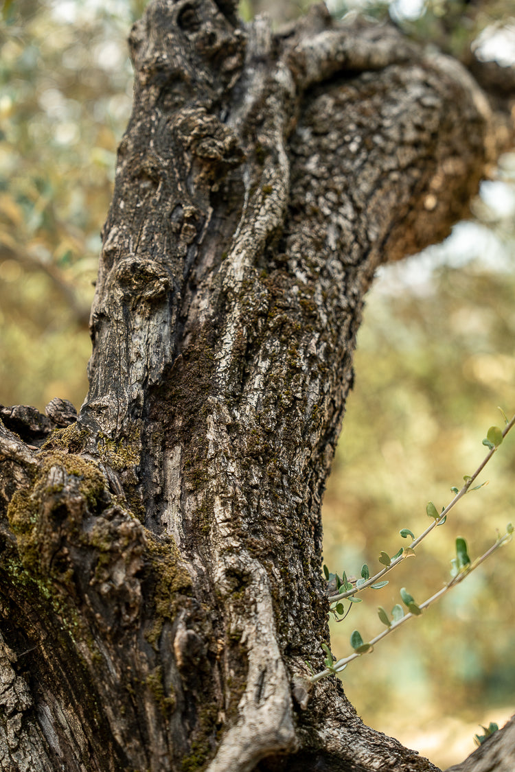 olive-tree-garden-branch