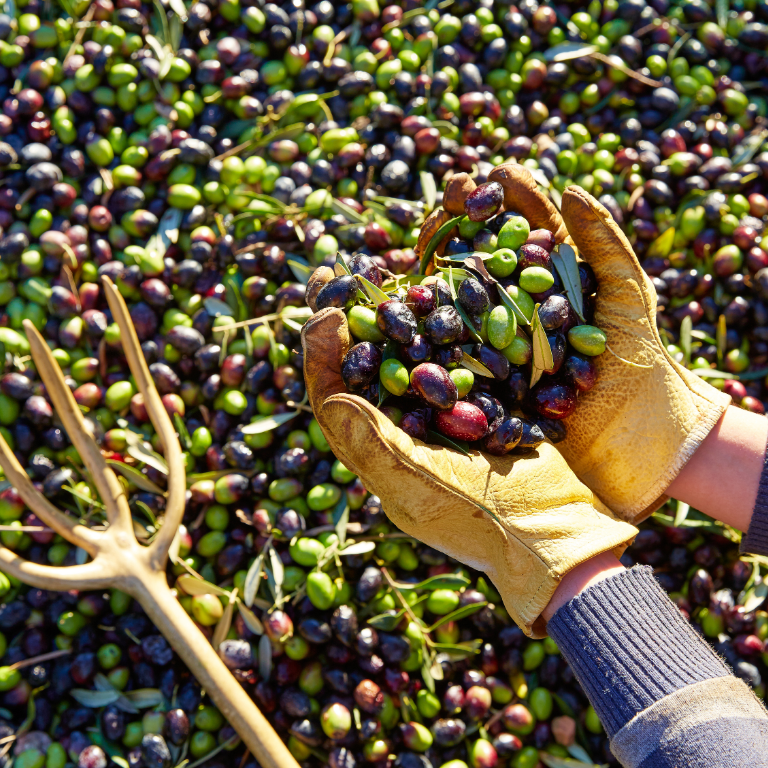 Yakelos The Tunisian Olive Harvest of 2024/2025