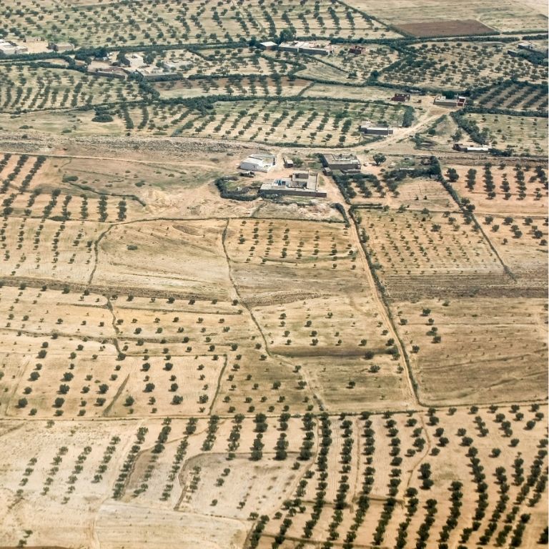 Yakelos Tunisians and their olive oil