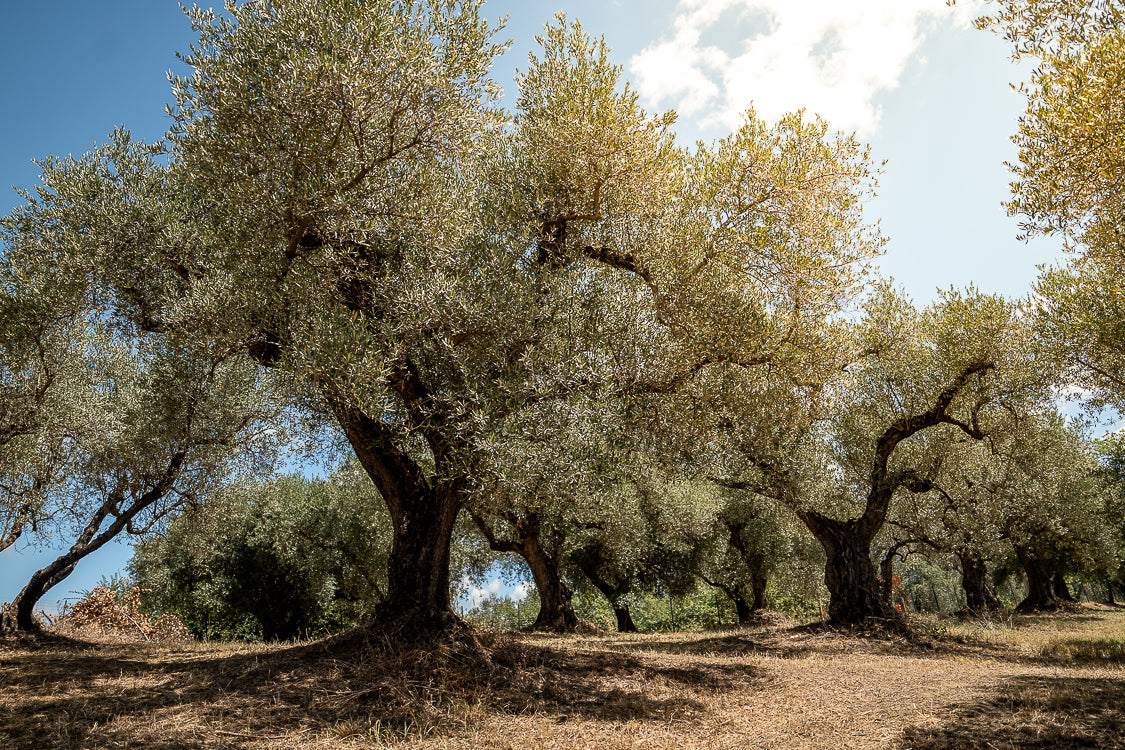 OliveTree-yakelos-garden-5