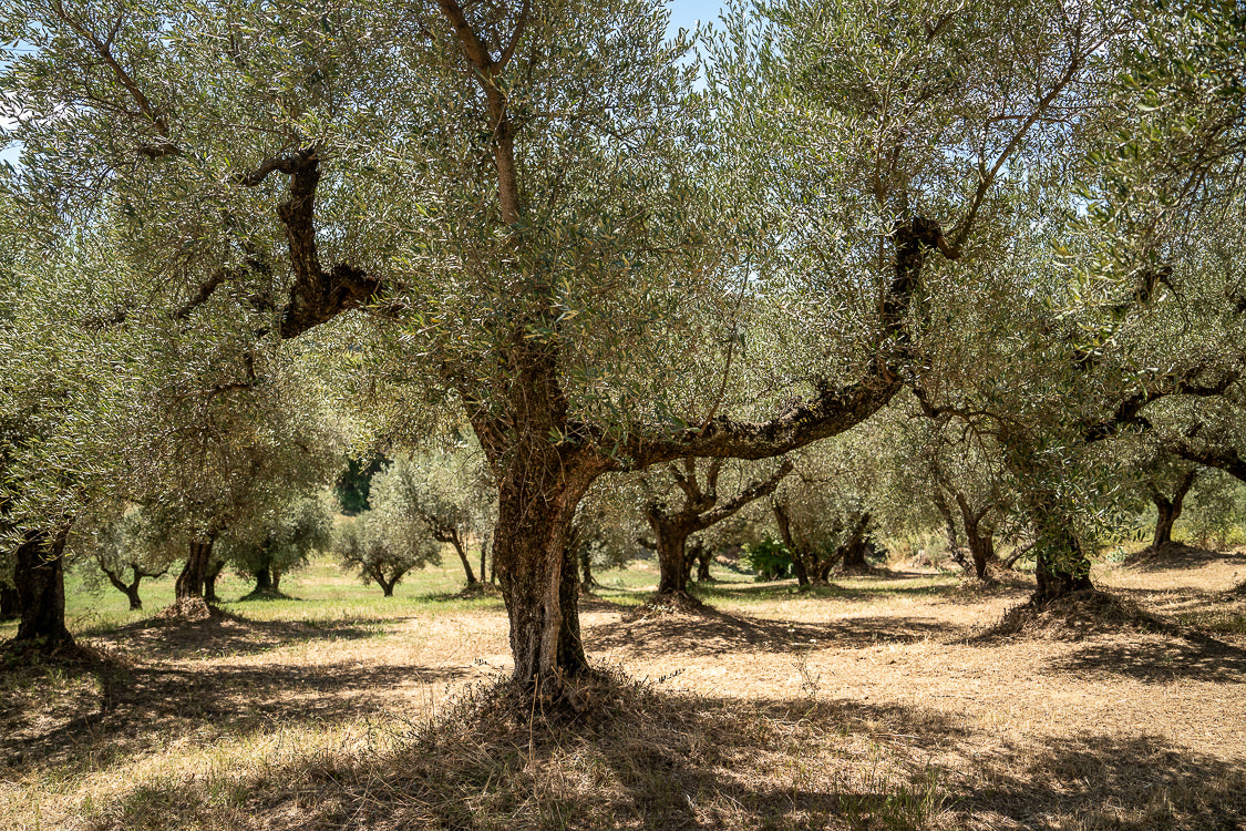OliveTree-yakelos-garden-scheef-2