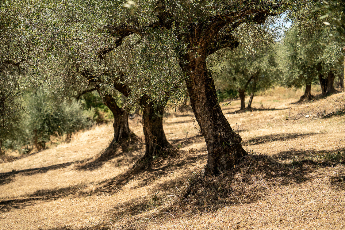 OliveTree-yakelos-garden-scheef
