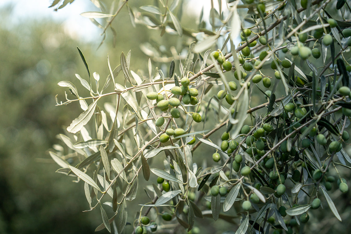 olive-tree-garden-leafs-olives