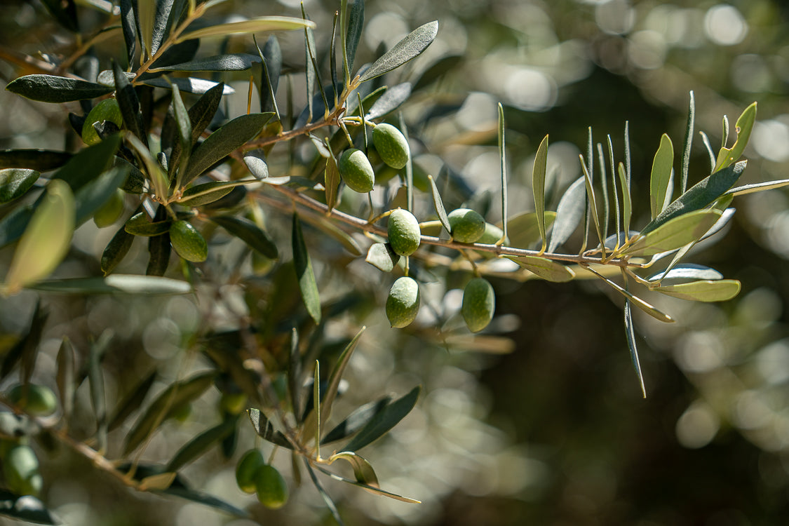 olivebranch-tree-leaf-olives-5