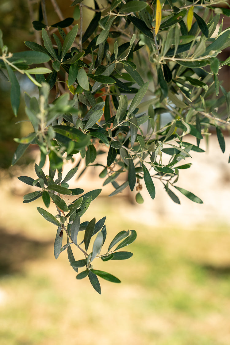 olivebranch-tree-leaf